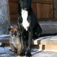 Крутые собаки
