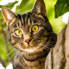    Наивный котейка