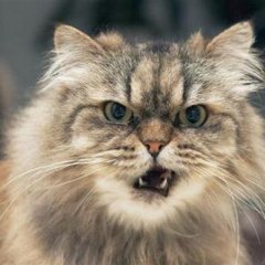 Недовольный кот