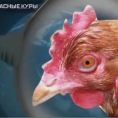 Опасная курица анархистка