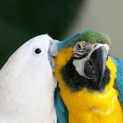 Попугай вайт и попугай хохоль
