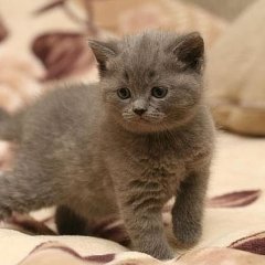 ПРИВЕТИК