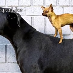 Собаки