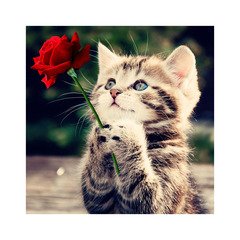 Влюбленный коте