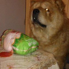 Вот такой охранник курицы