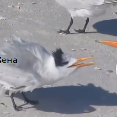 Я И ЖЕНА