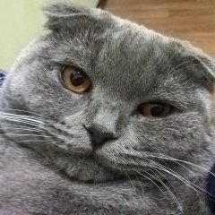 Барсик