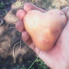 Белорусская валентинка