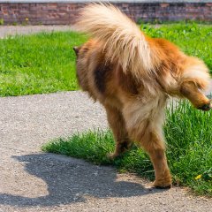 Dog Urine Odors