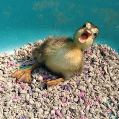 Duck