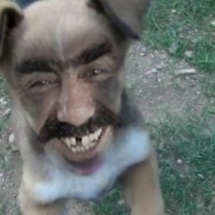 Гибрид
