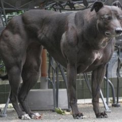 Грусный накачаный пёс