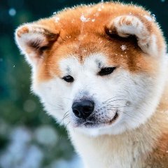 Хатико