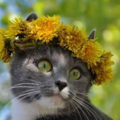 Кошка