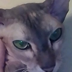 Кошка