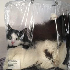Кот в мешке