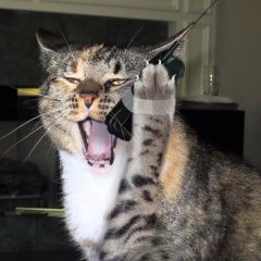 Кот звонит по телефону