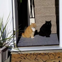 Кот