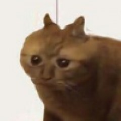 Кот