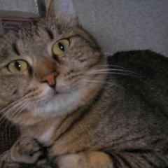 Котэ