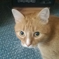 Котэ