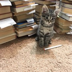 Котенок с книгами