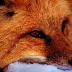 Л