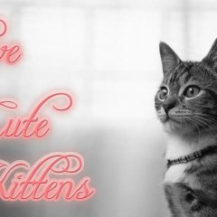 LOVE CUTE KITTENS