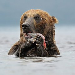 Мишка и лосось