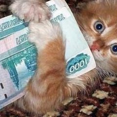 Money cat