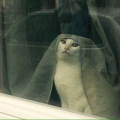 Невеста для котэ