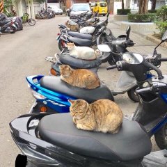Земные котобайкеры