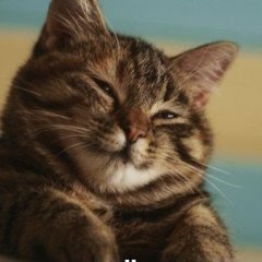 Что за жизнь без кота