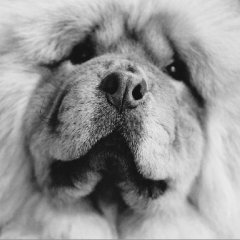 Georgia OKeeffes Chow Chows