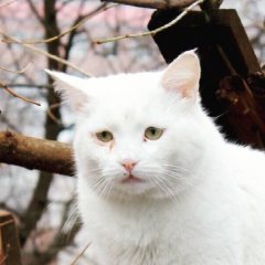 Грусный кот