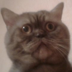 Кот Феля