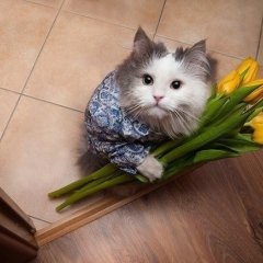 Кот с цветами 8 марта