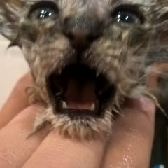 Кот