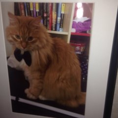 Кота агент