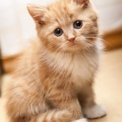 Котенок
