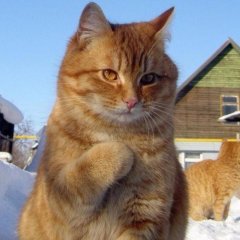 Котик
