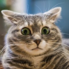 Котвужасе