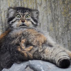 Manul