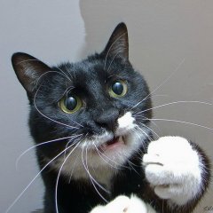 Мемик котик
