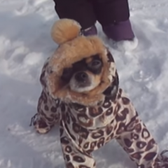 Мой хозяин идиот