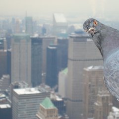 Nyc bird