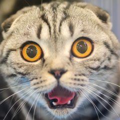 Орущий кот