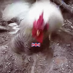 Петух Англичанин