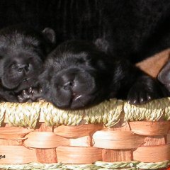 Rough And Smooth Chow Puppies