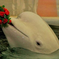 Розы для любимого моего ДР